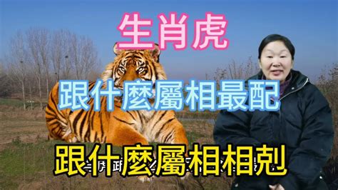 屬虎跟什麼生肖不合|屬虎和哪些屬相相剋 和誰天生不合